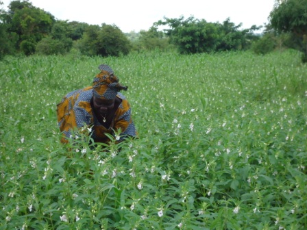 Discourse on food insecurity in Africa is&nbsp;alarmist