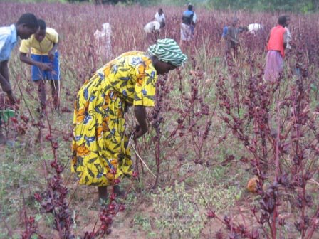 Hibiscus Sabdariffa is among my top five favorite fruits.