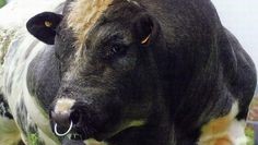 GOU to import exotic animals for&nbsp;beef