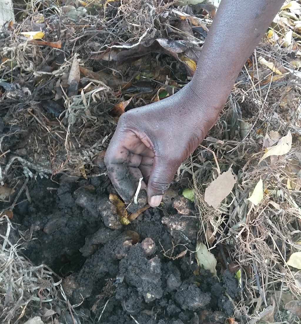 Extension Weakest Point in&nbsp;Agriculture