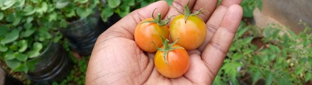 My top five favorite&nbsp;fruits