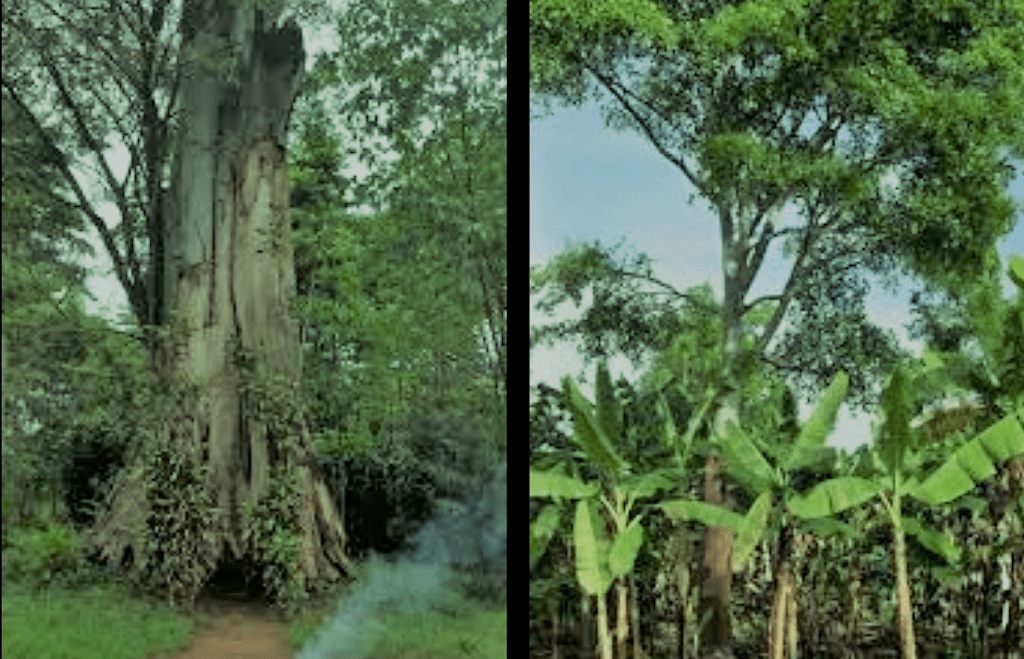 50 year old Mutuba (Ficus Natalensis) Tree not yet felled by ‘development’