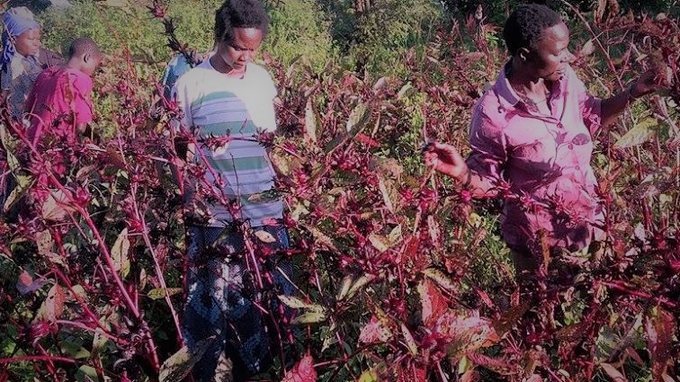 How the food aid business is the driver of food insecurity in&nbsp;Uganda