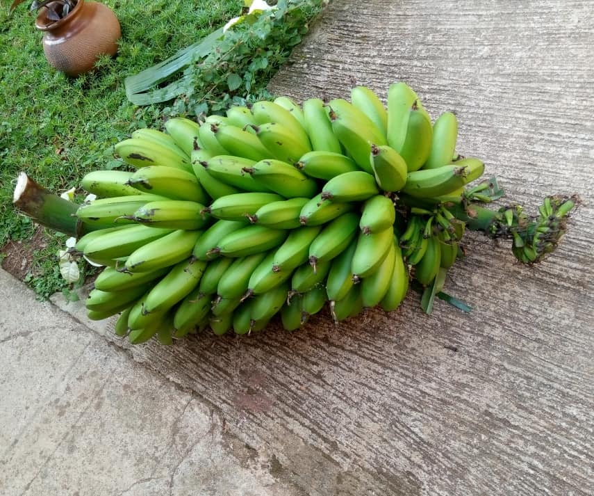 Uganda failed matooke economics symptoms of powerless African&nbsp;Union