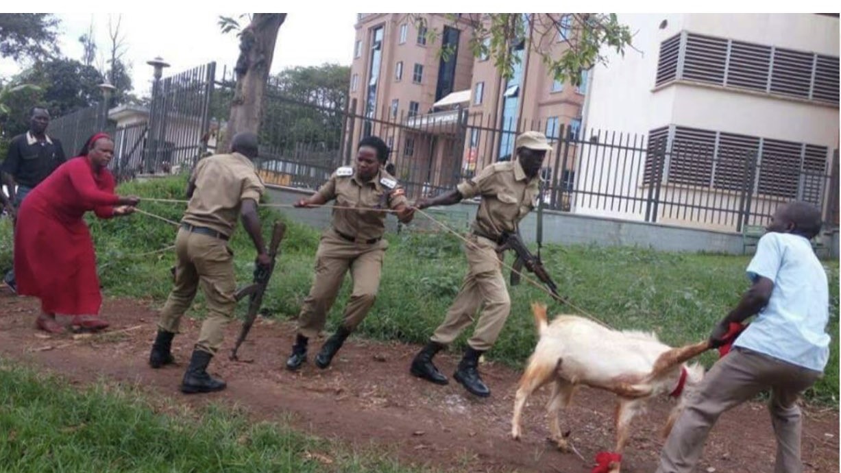 “Do you remember how they stole my goat which I had picked from my farm to support the Makerere University fundraising campaign? Up to today, I have never seen my goat!” Turinawe Ingrid on X
