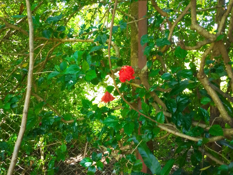 Beginning my journey of living&nbsp;stoically