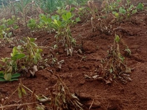 Bail denied: Court remands crop destruction&nbsp;suspect